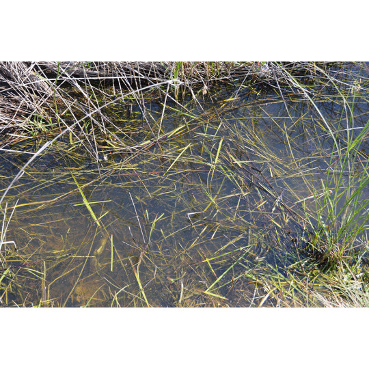 Still Water - 250ml (Acryl)