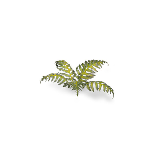 Laser Plants - Bracken - Paproć