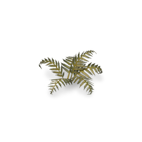 Laser Plants - Bracken - Paproć