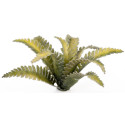 Laser Plants -  Deer Fern - Podrzeń żebrowiec
