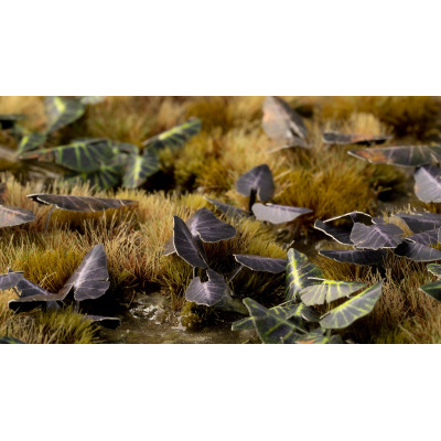 Laser Plants - Black Magic Taro - Kolokazja Black Magic