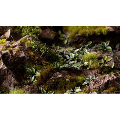 Laser Plants - Plantain Lily - Funkia